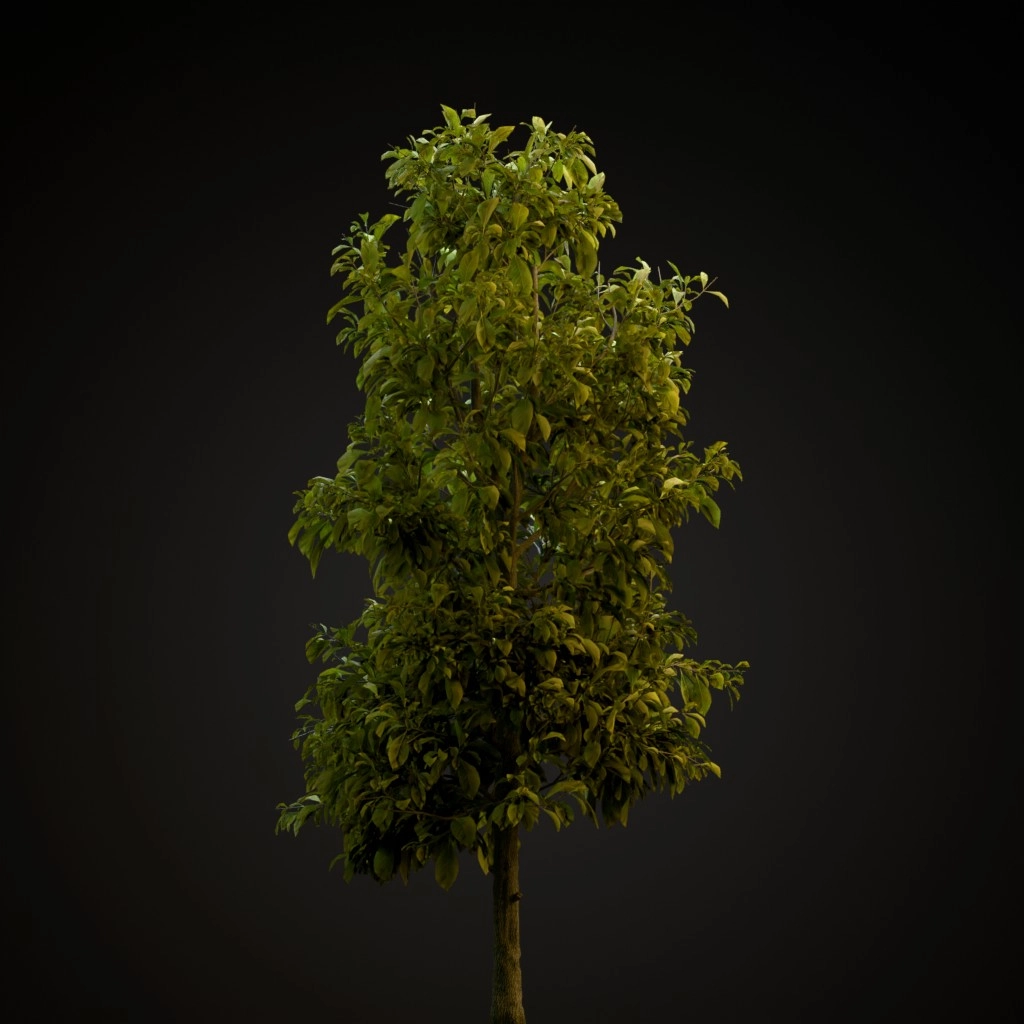 Sourwood