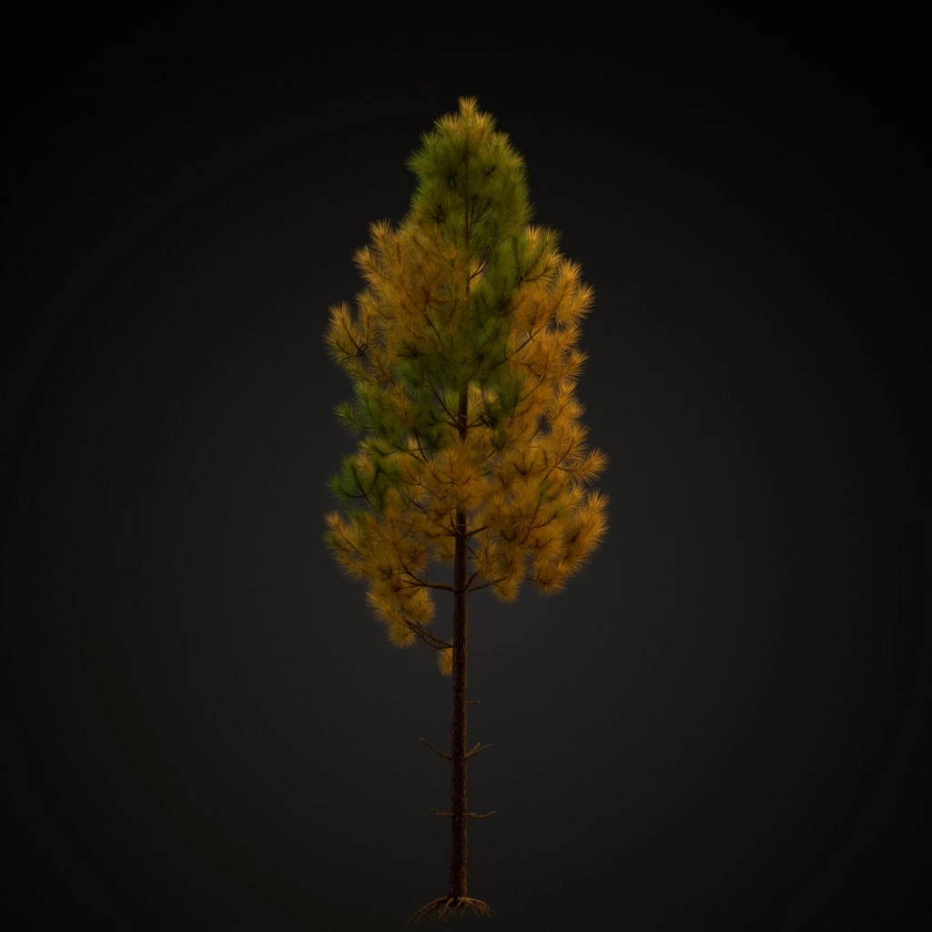 Maritime Pine