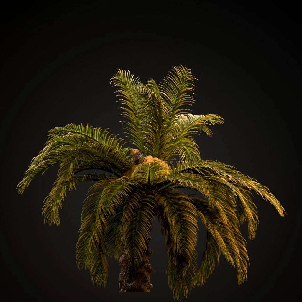 Sago Palm