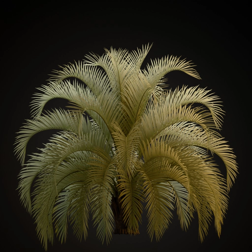 Pindo Palm