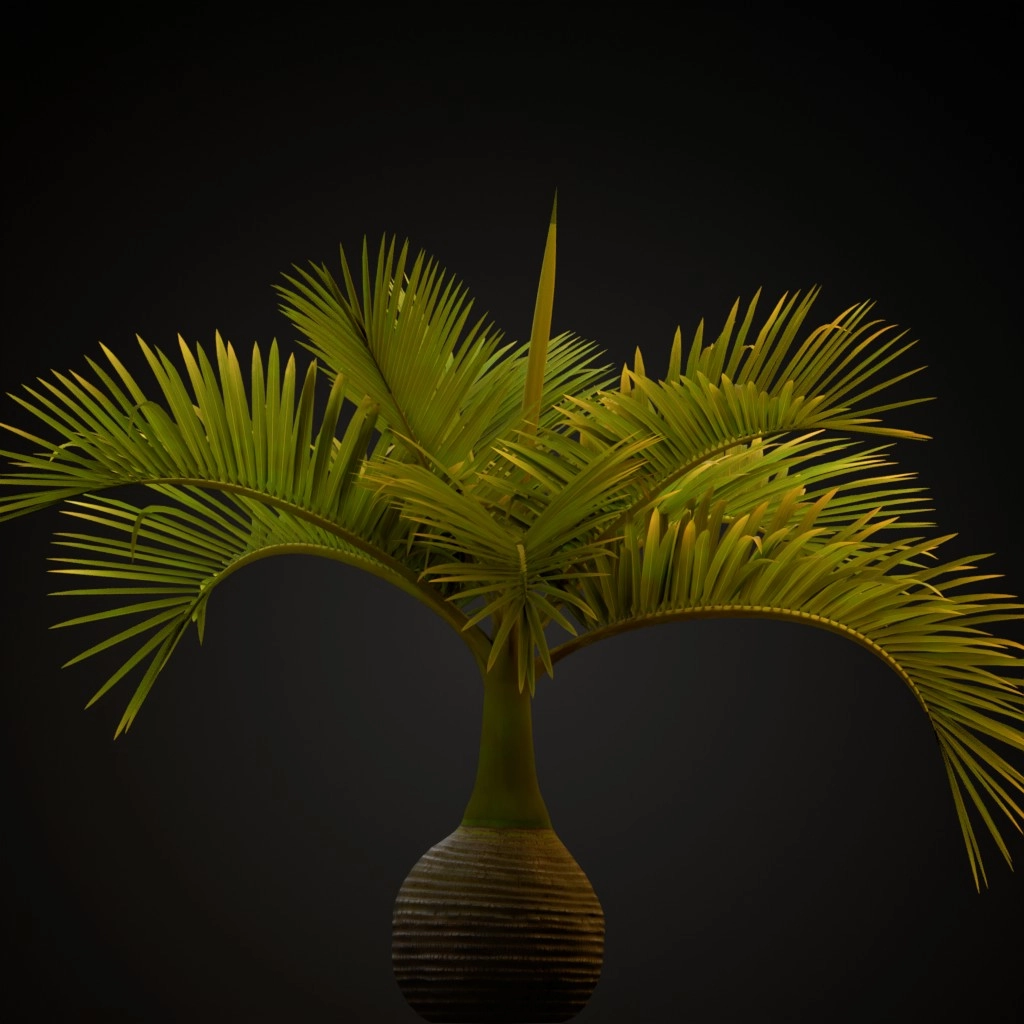 Bottle Palm