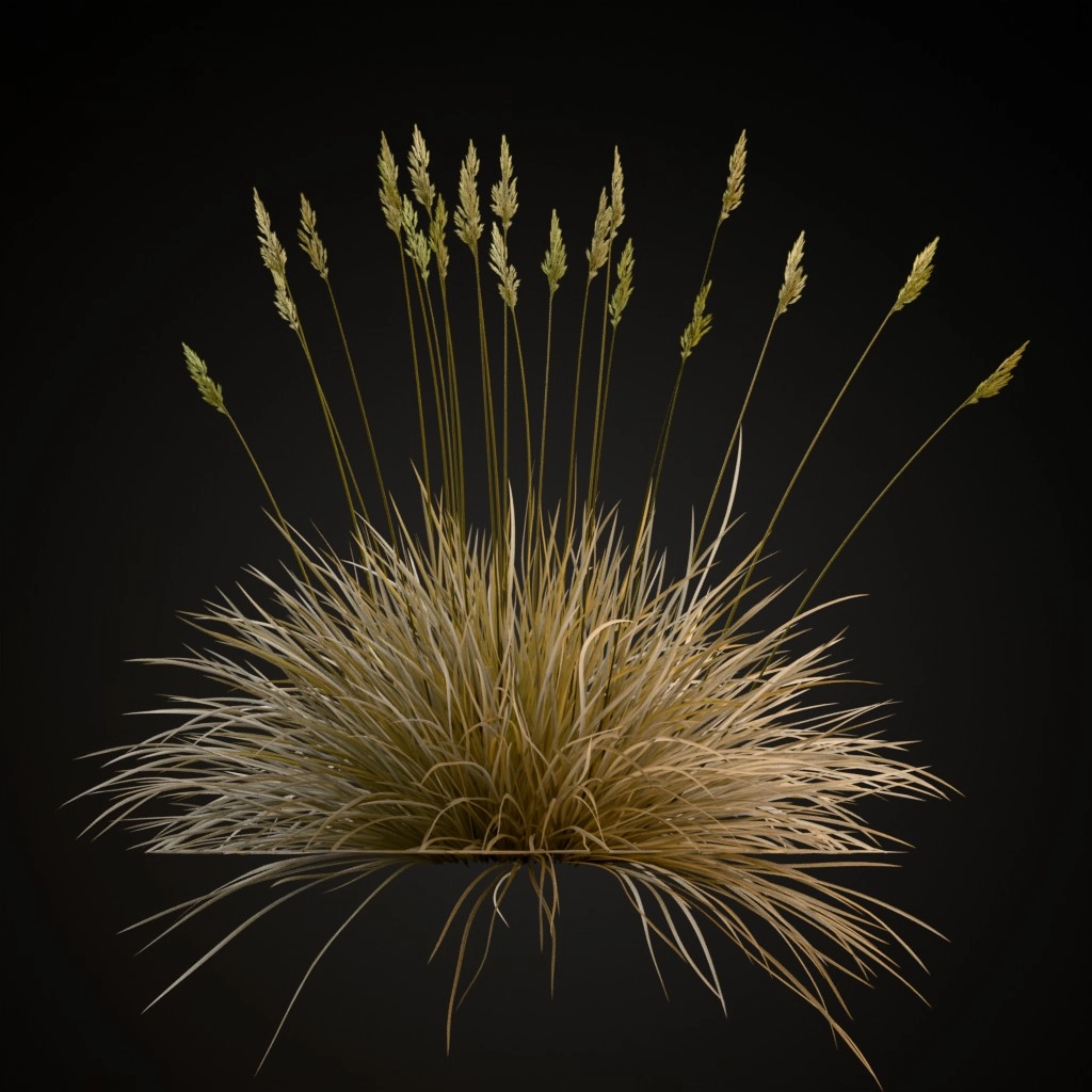 Spiky Fescue