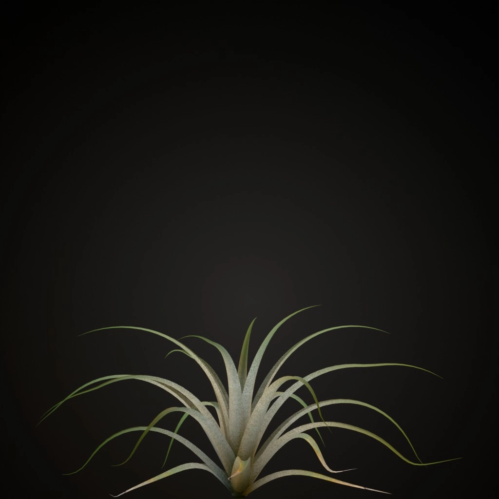 Giant Airplant