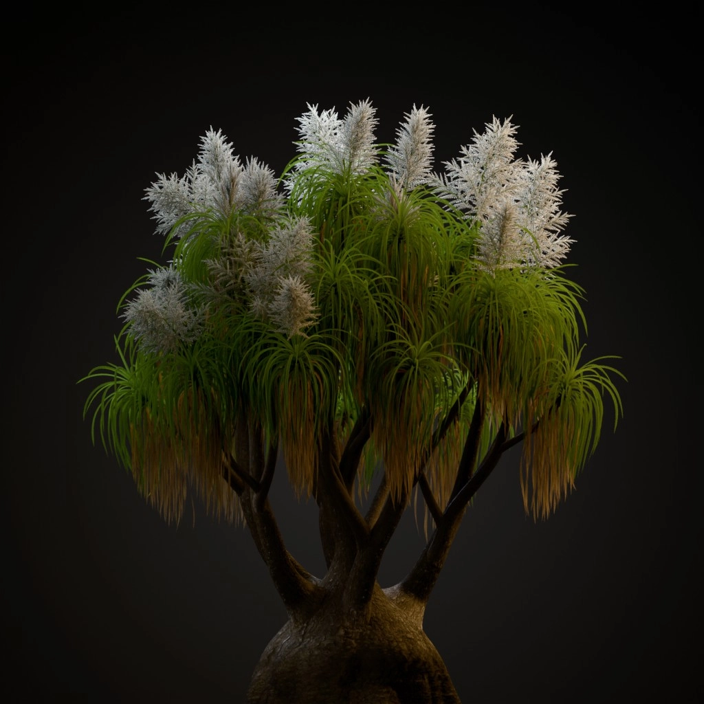 Ponytail Palm