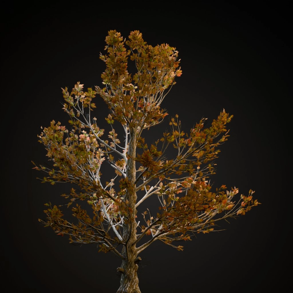 Sugar Maple