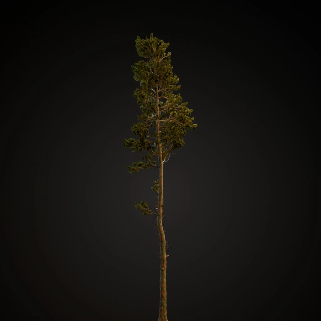 Scots Pine