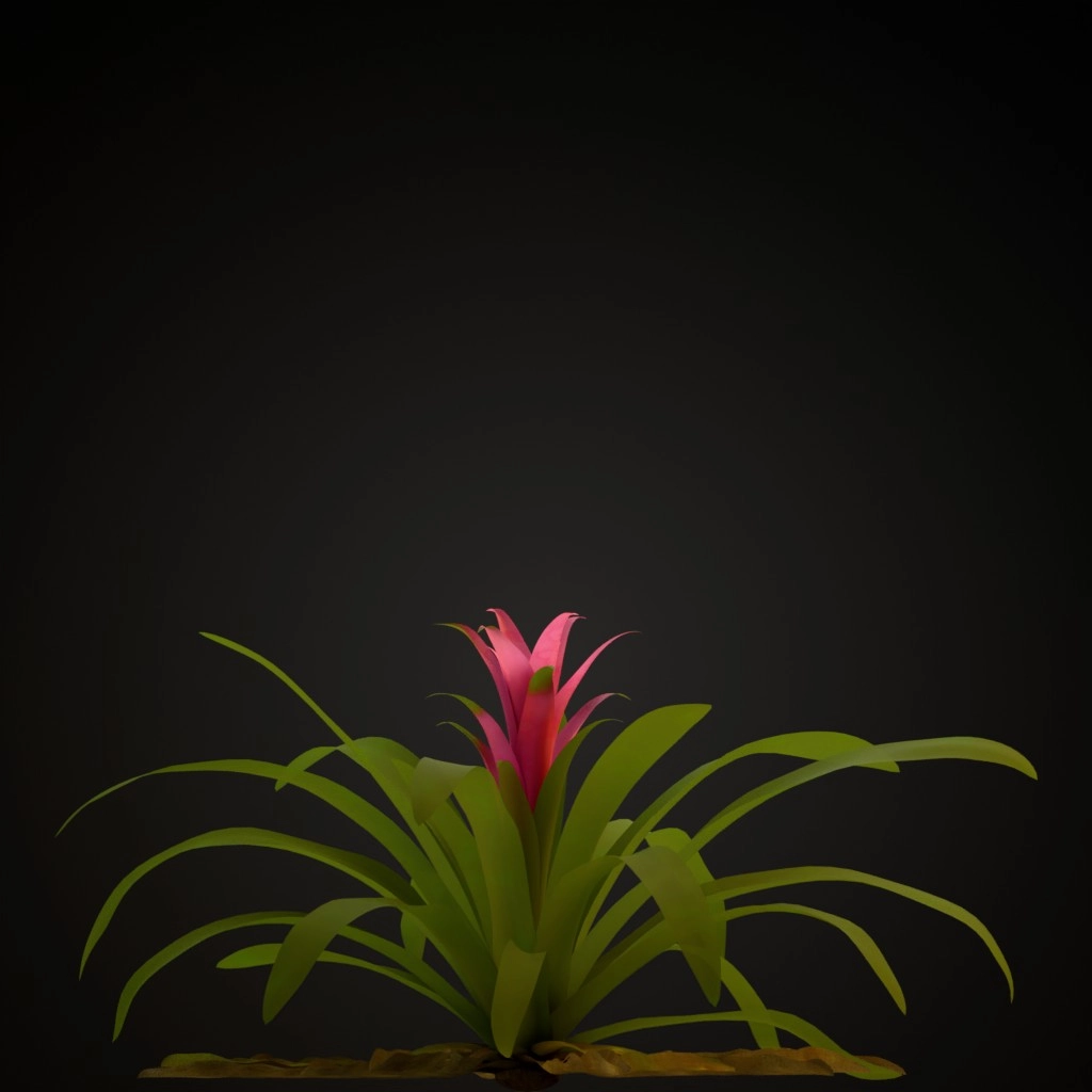 Fuchsia Guzmania