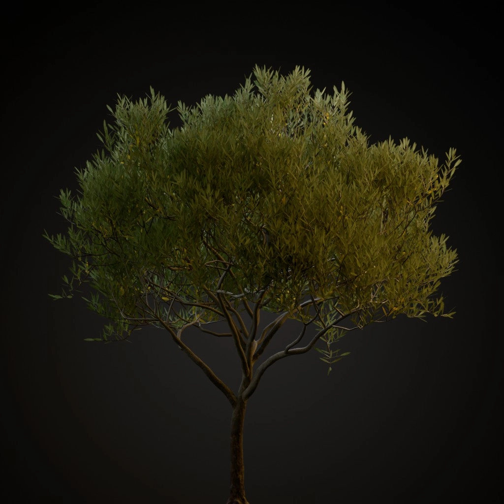 Olive Tree