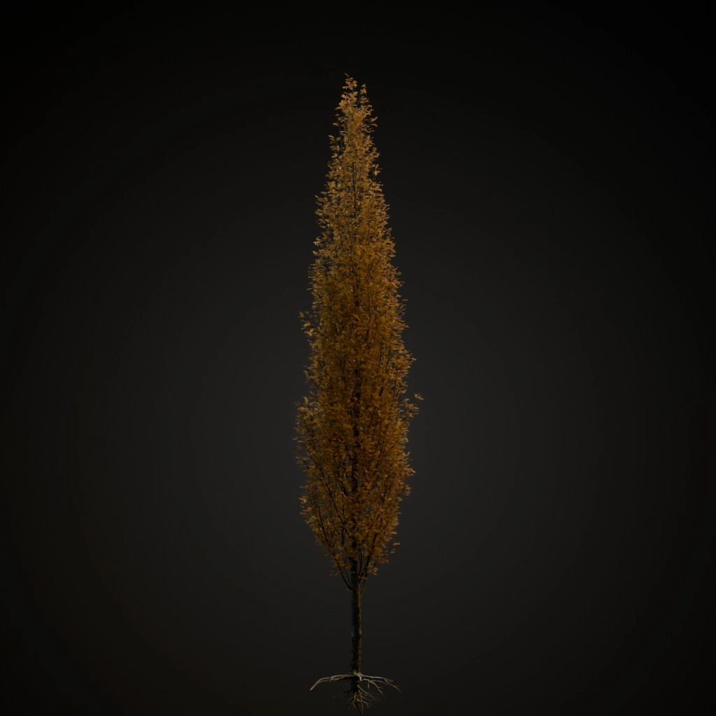 Green Pillar Pin Oak