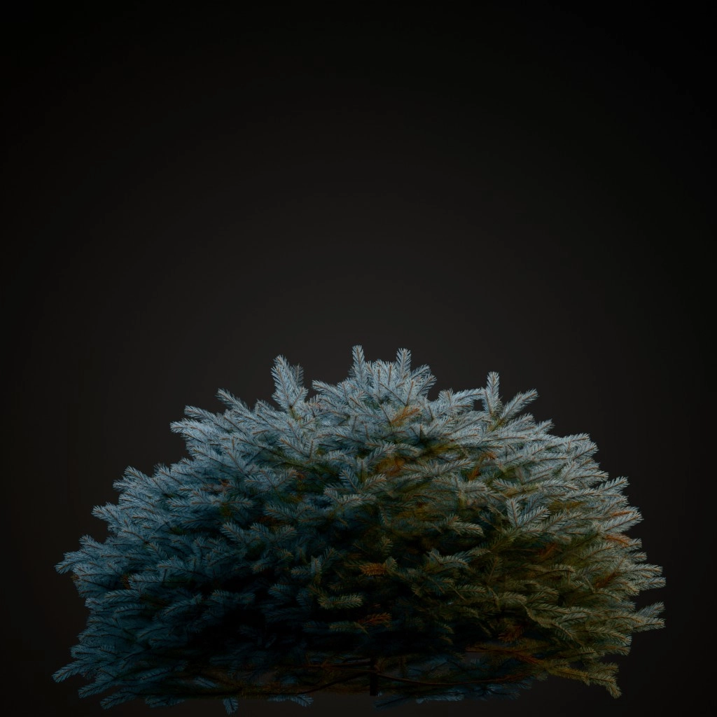 Globe Blue Spruce