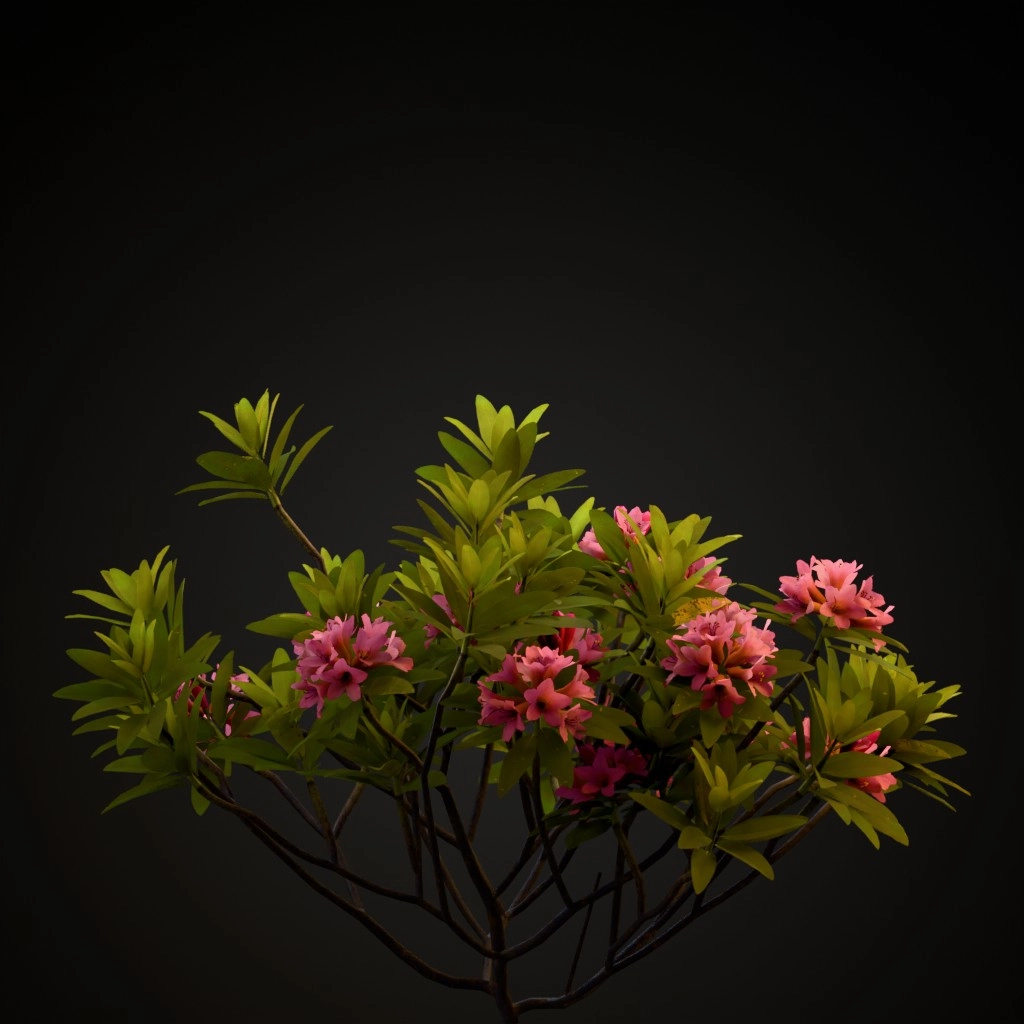 Alpine Rose