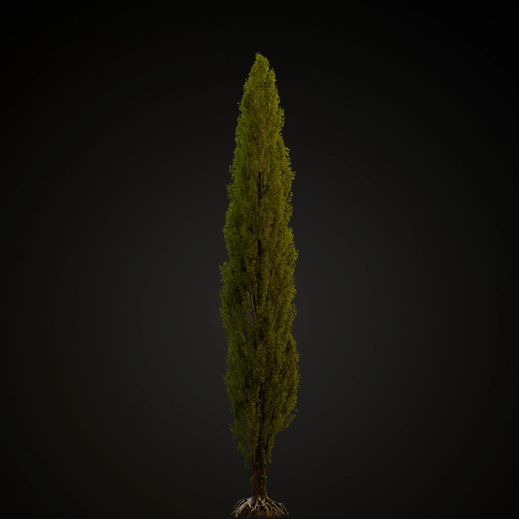 Lombardy Poplar