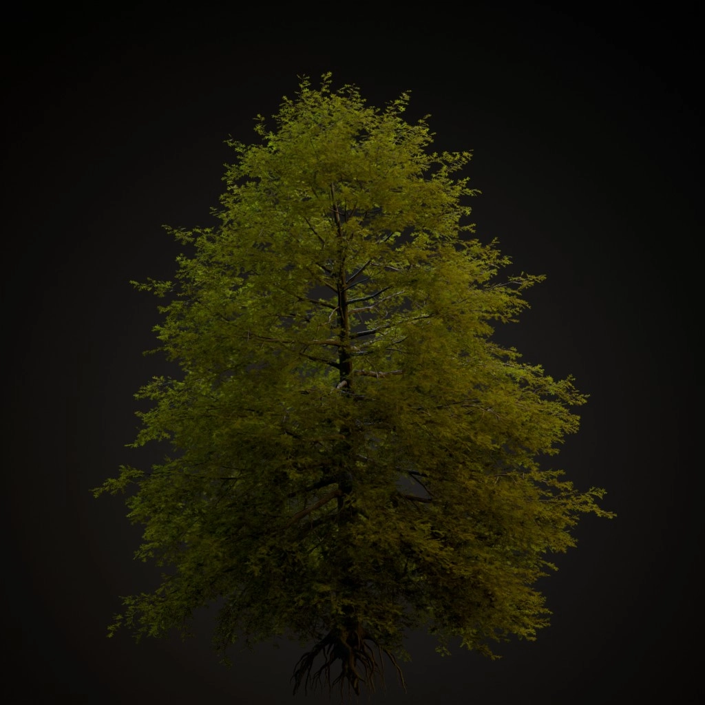 Pin Oak