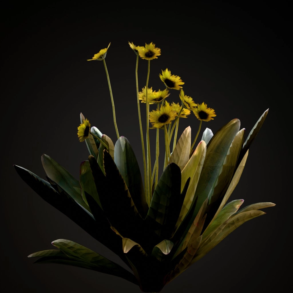 Frailejon