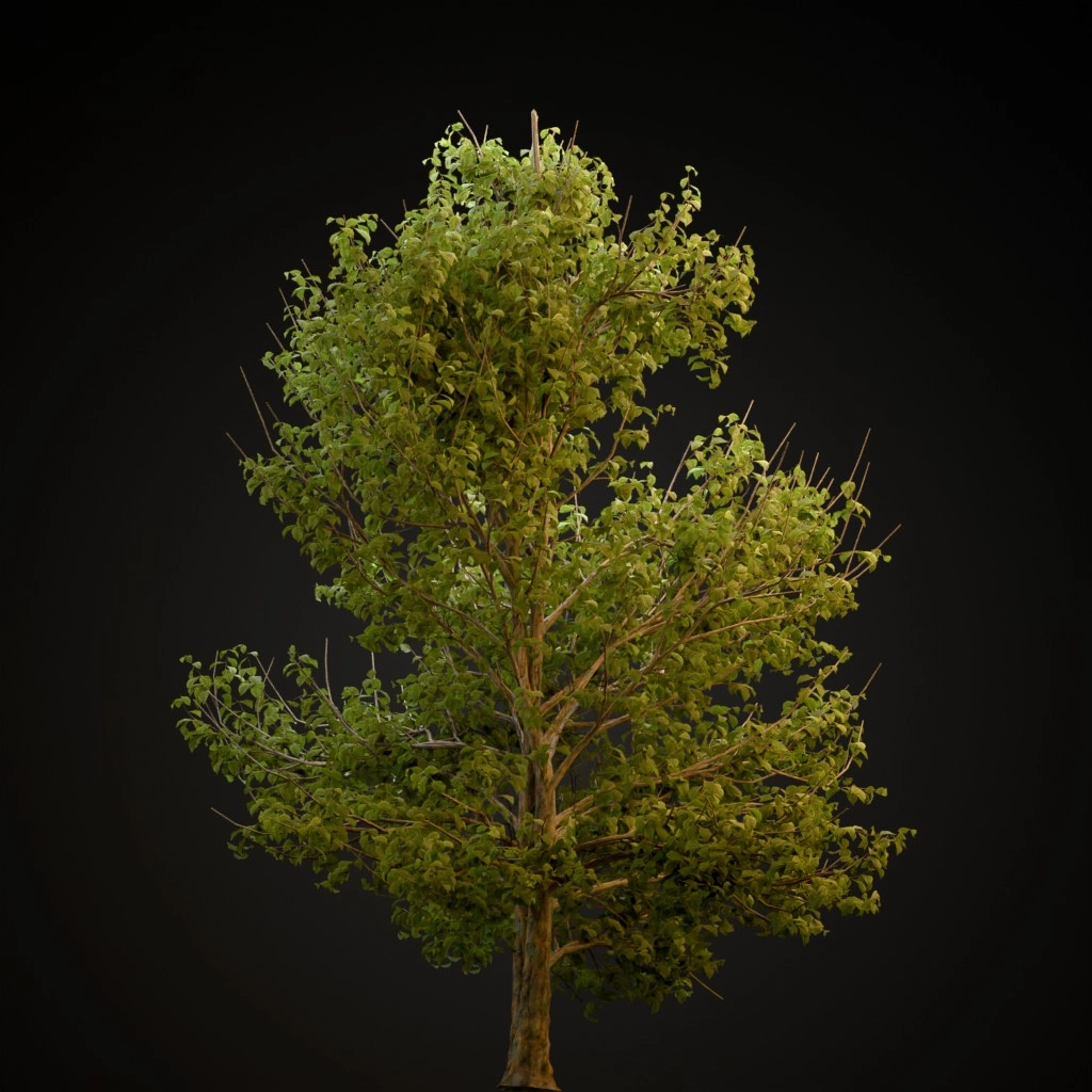 Korean Stewartia