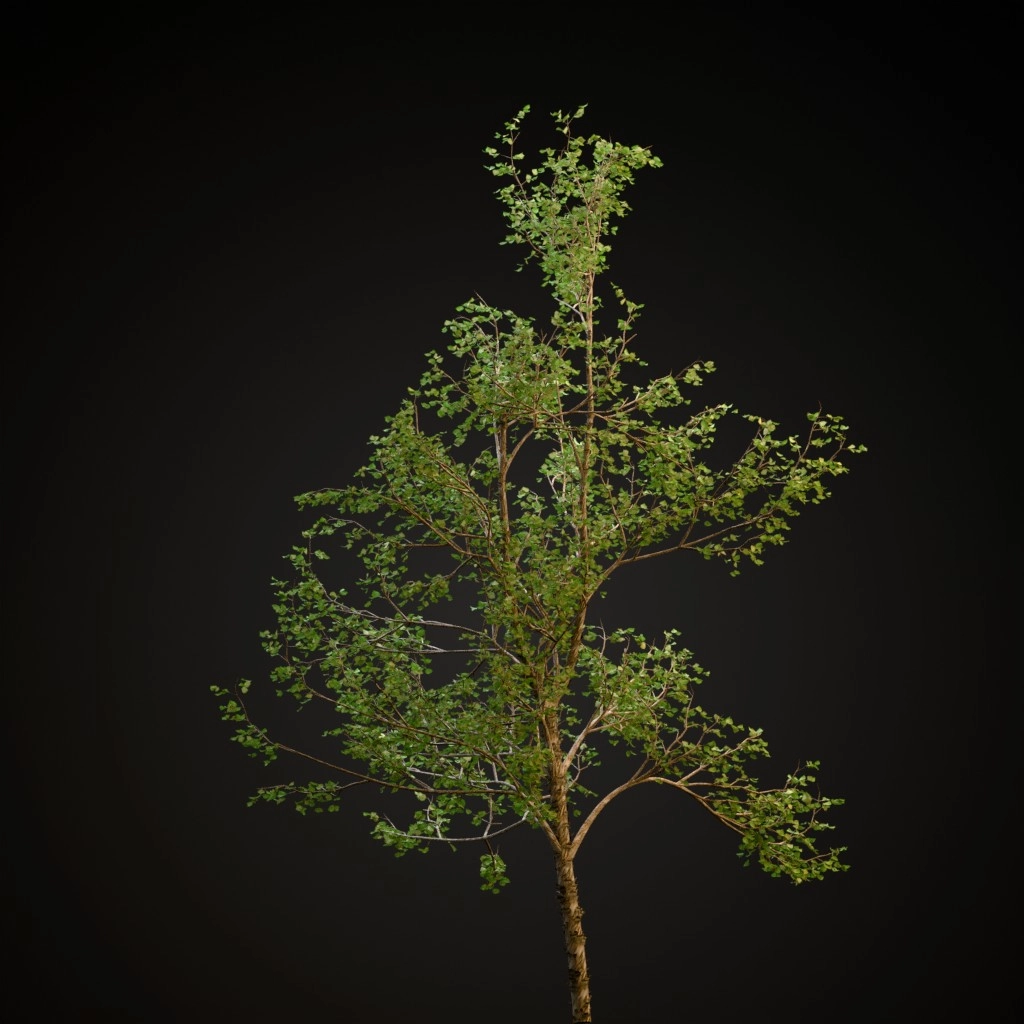 River Birch