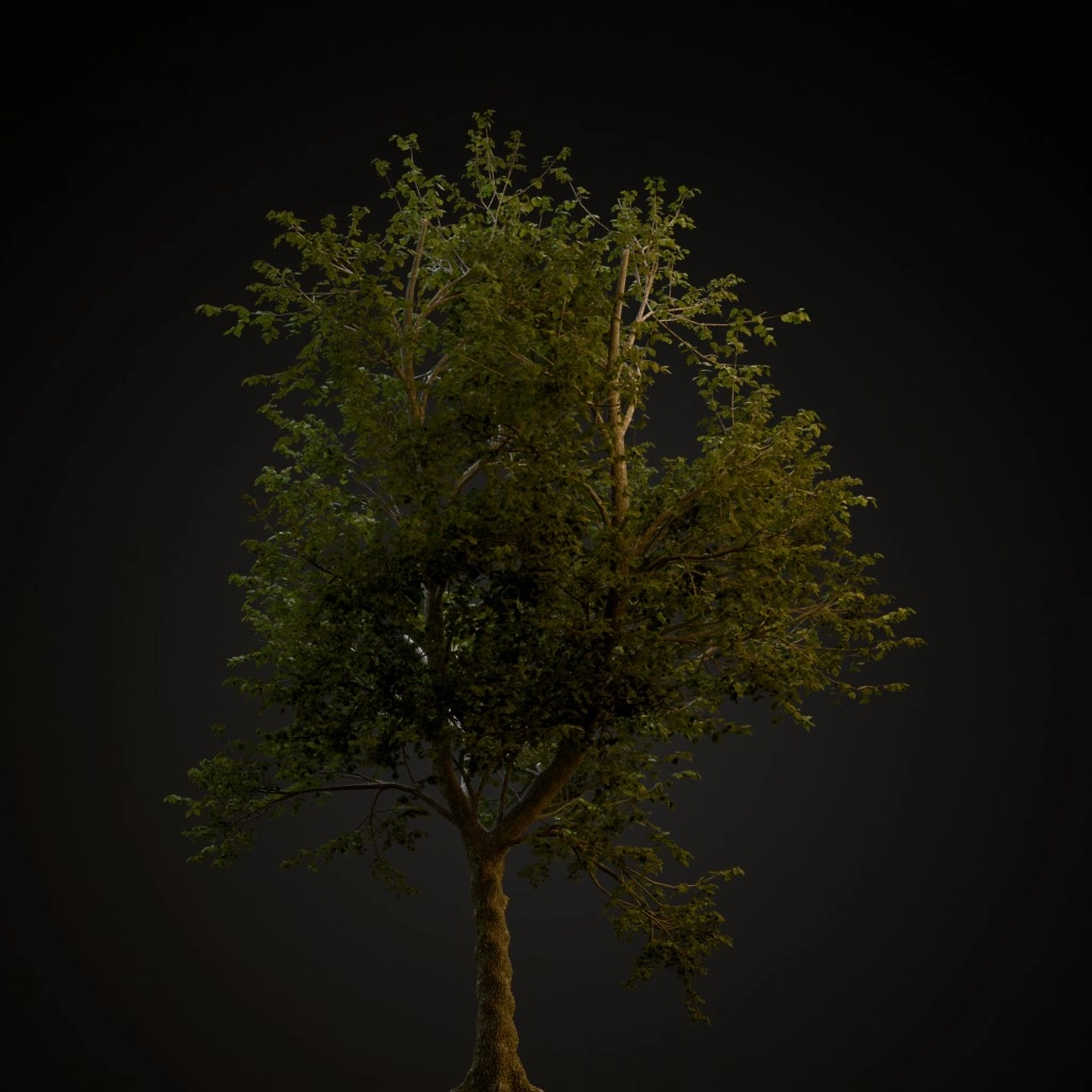 Green Ash