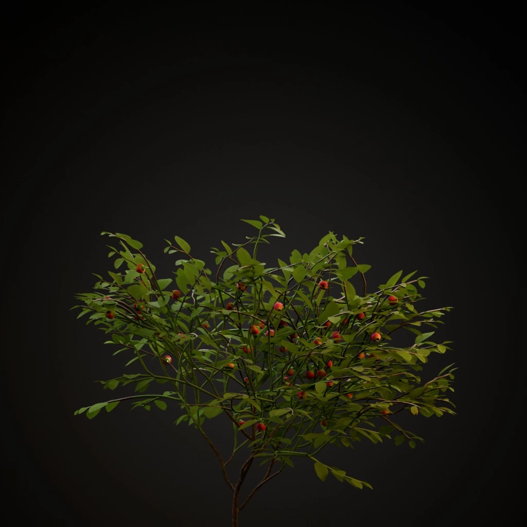 Bilberry