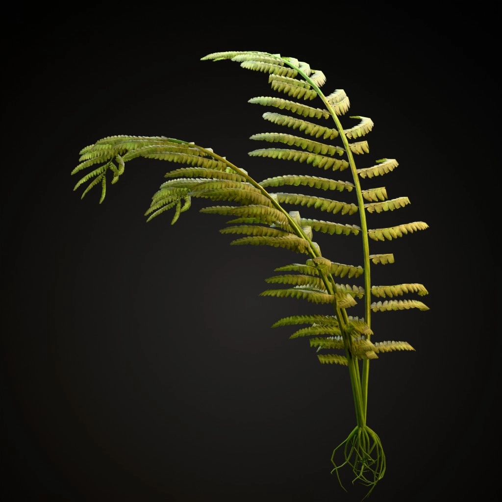 Rock Fern