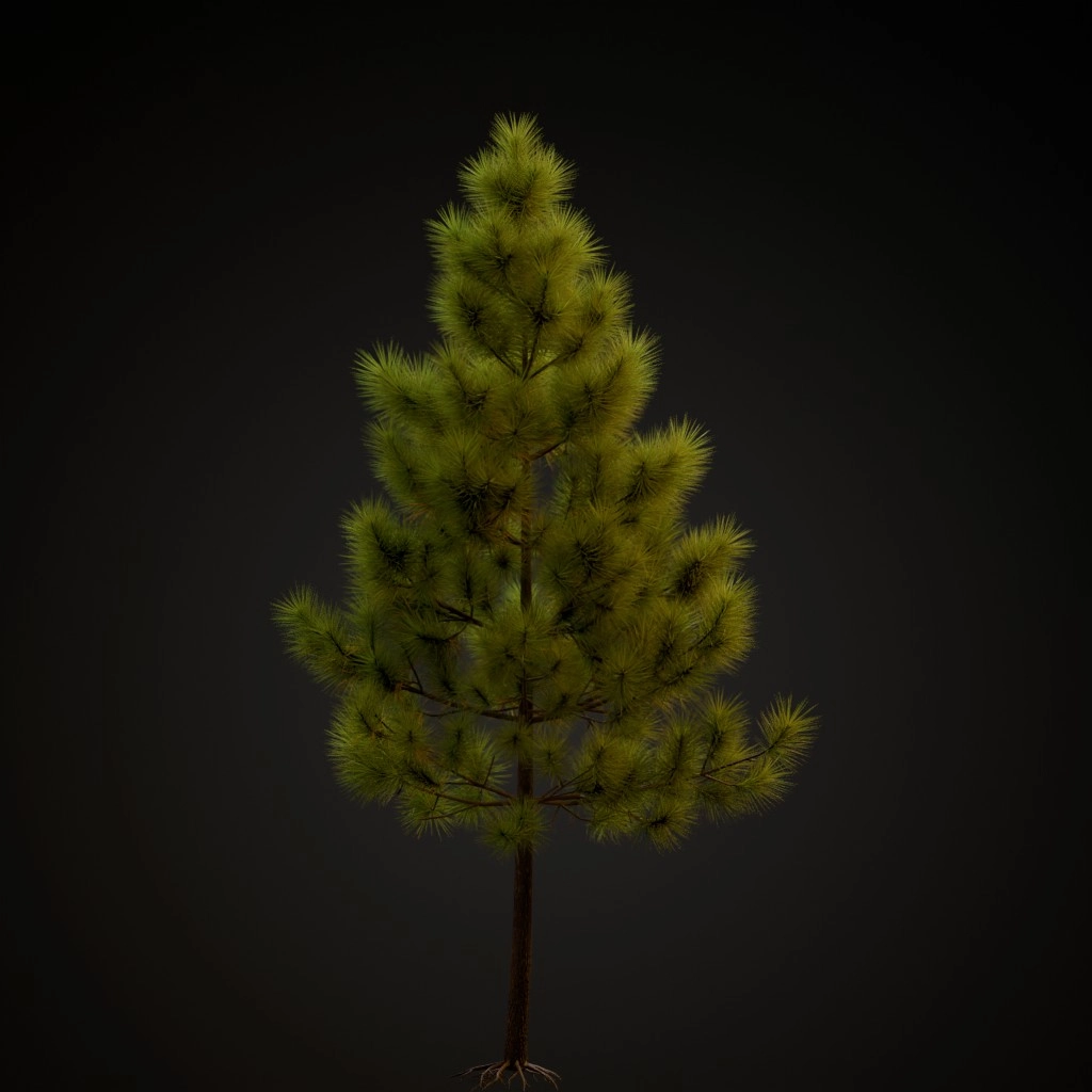 Ponderosa Pine