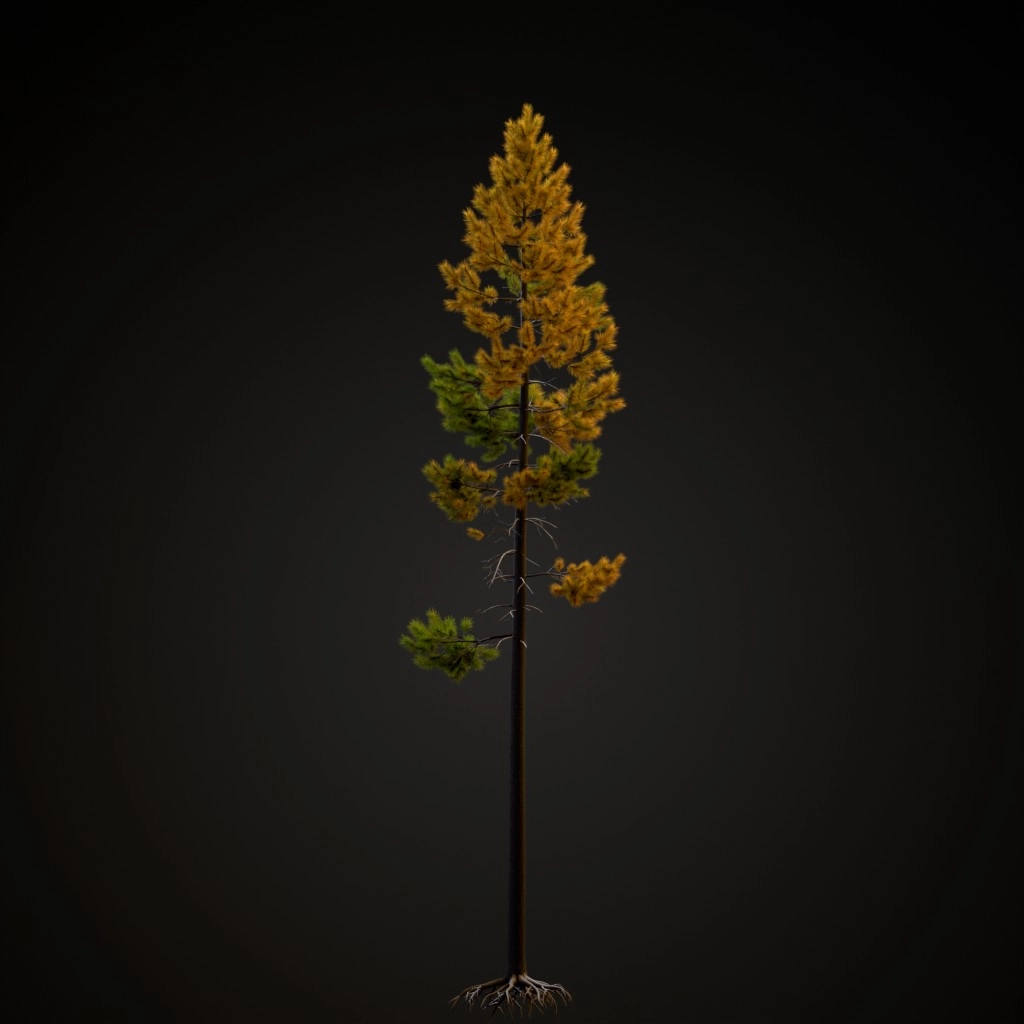 Rocky Mountain Lodgepole V2