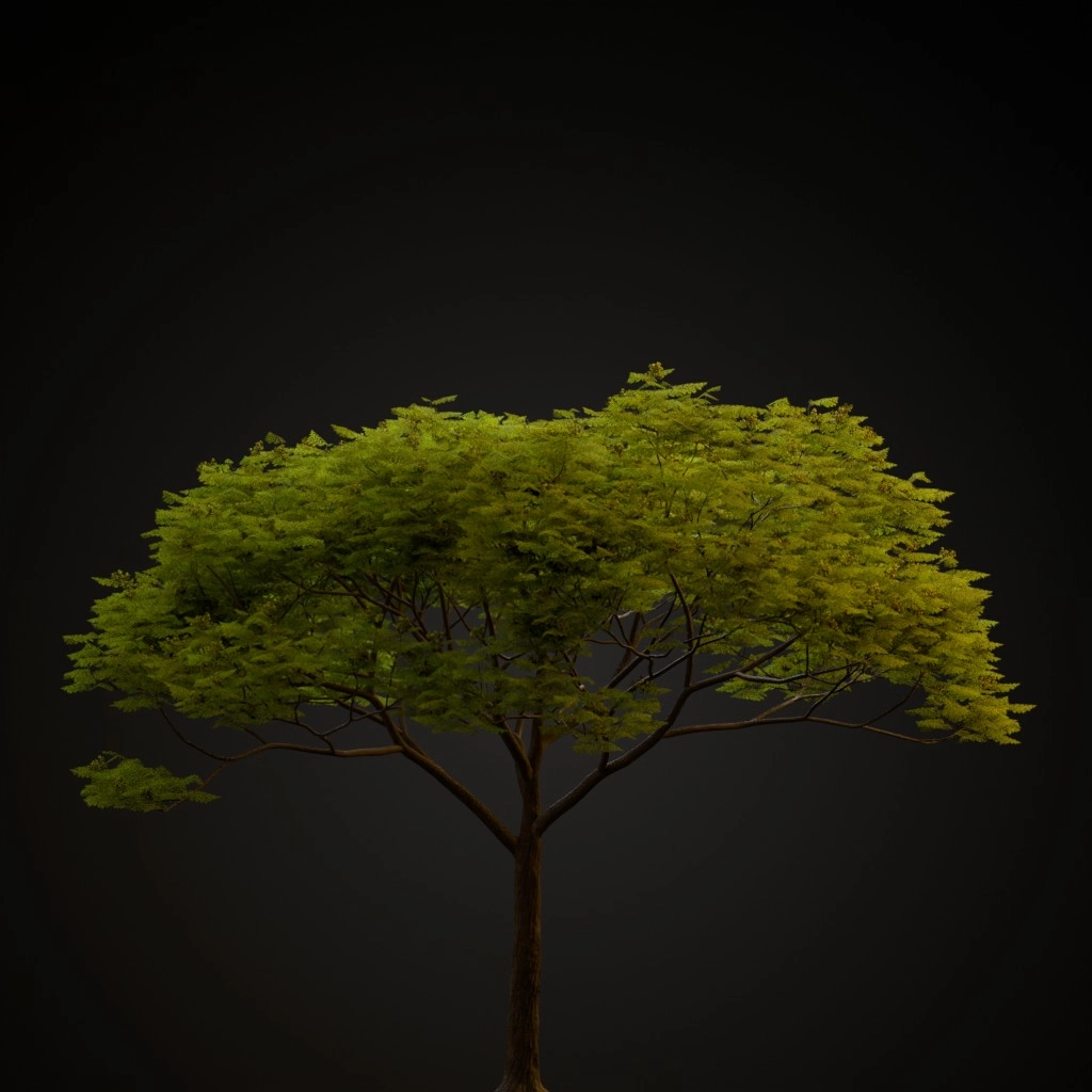 Chinaberry