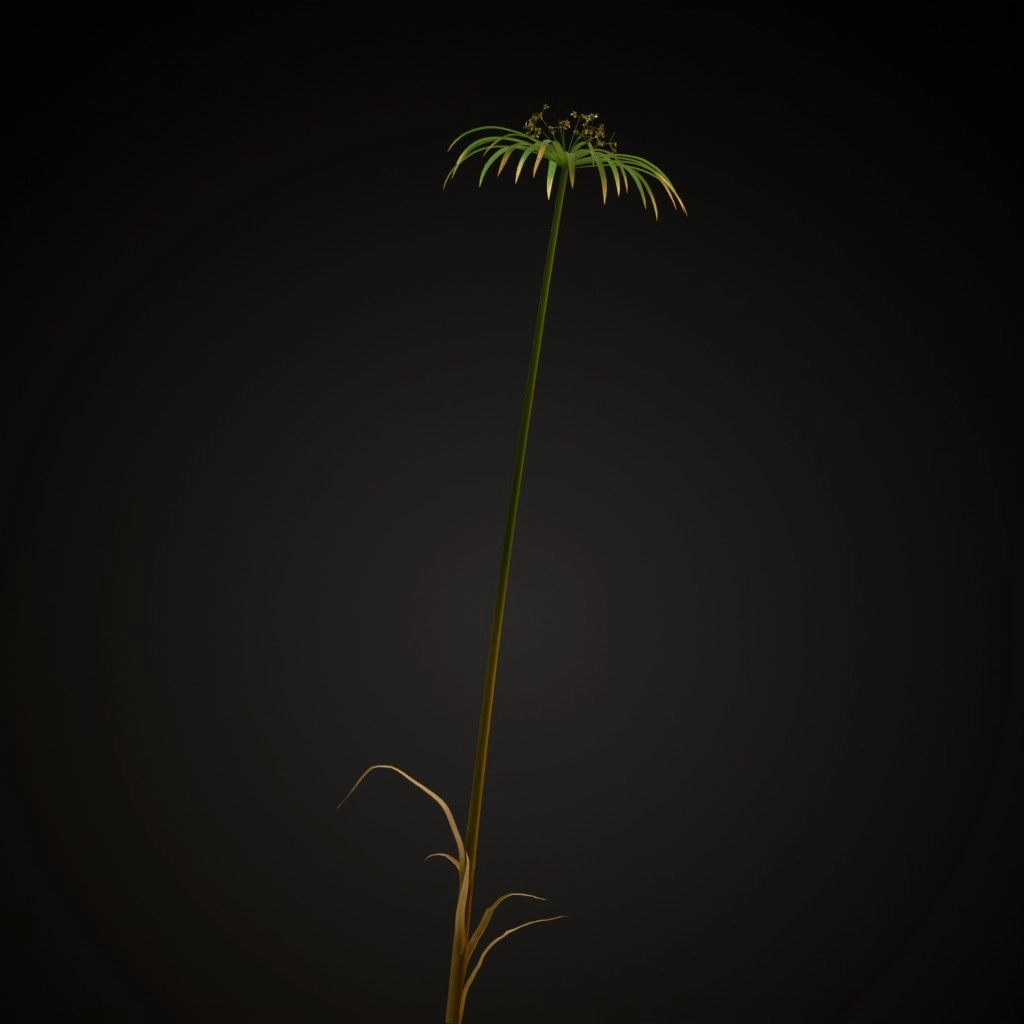 Umbrella Plant