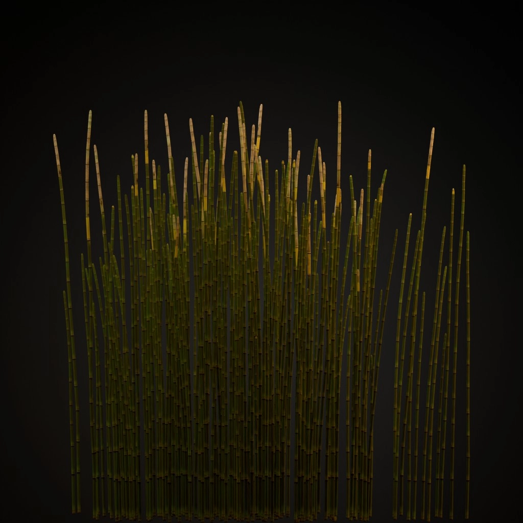 Horsetail