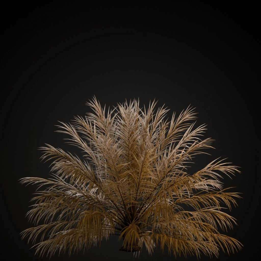 Date Palm V2