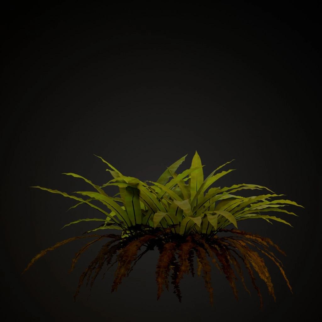 Hart's Tongue Fern