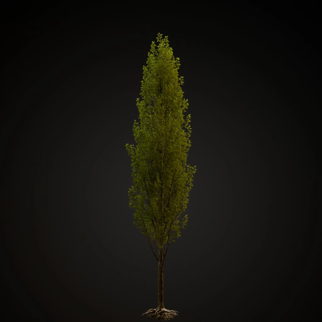 Black Poplar
