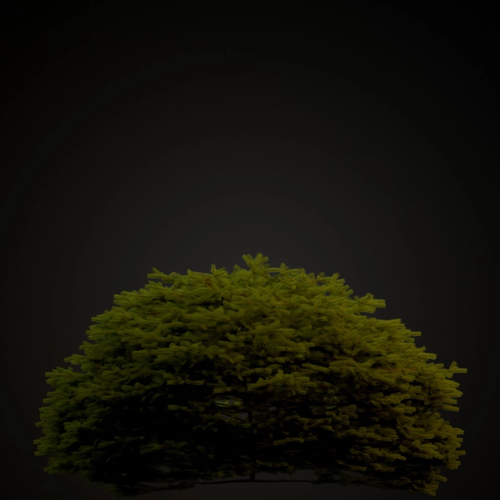 Maxwell's Norway Spruce