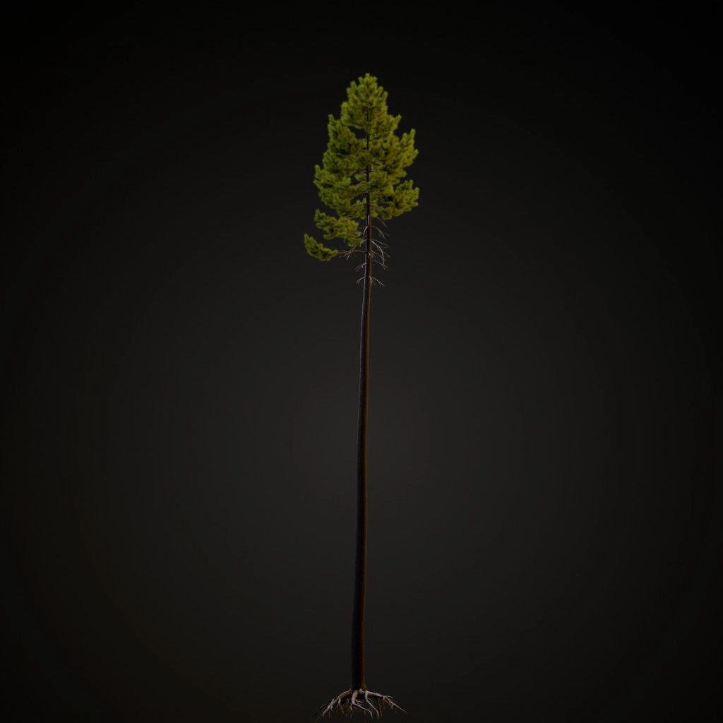Rocky Mountain Lodgepole V2