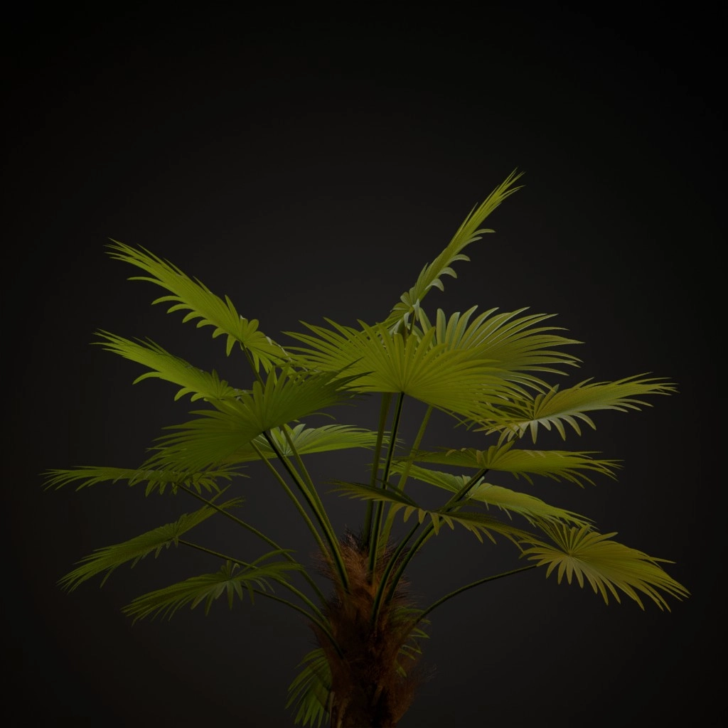 Windmill Palm