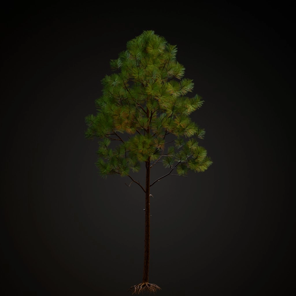 Slash Pine