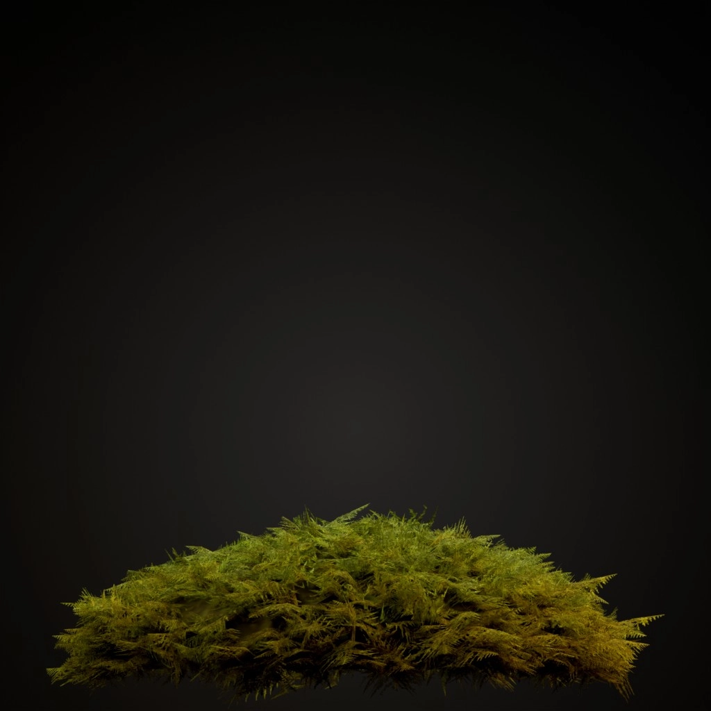 Common Tamarisk Moss