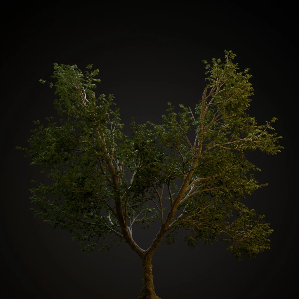 Green Ash
