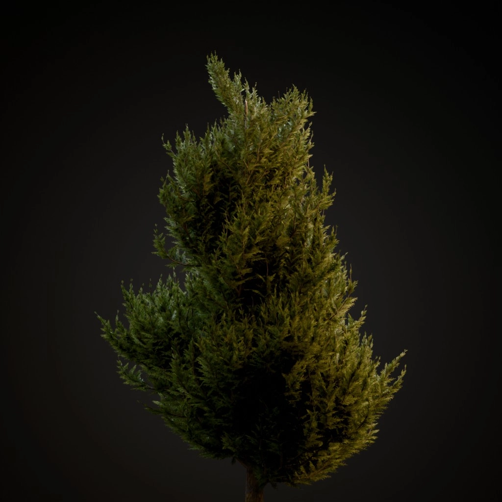 Hollywood Juniper