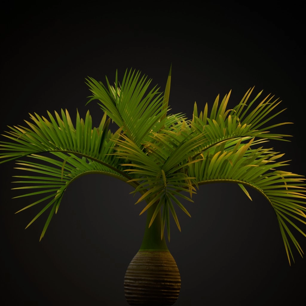 Bottle Palm