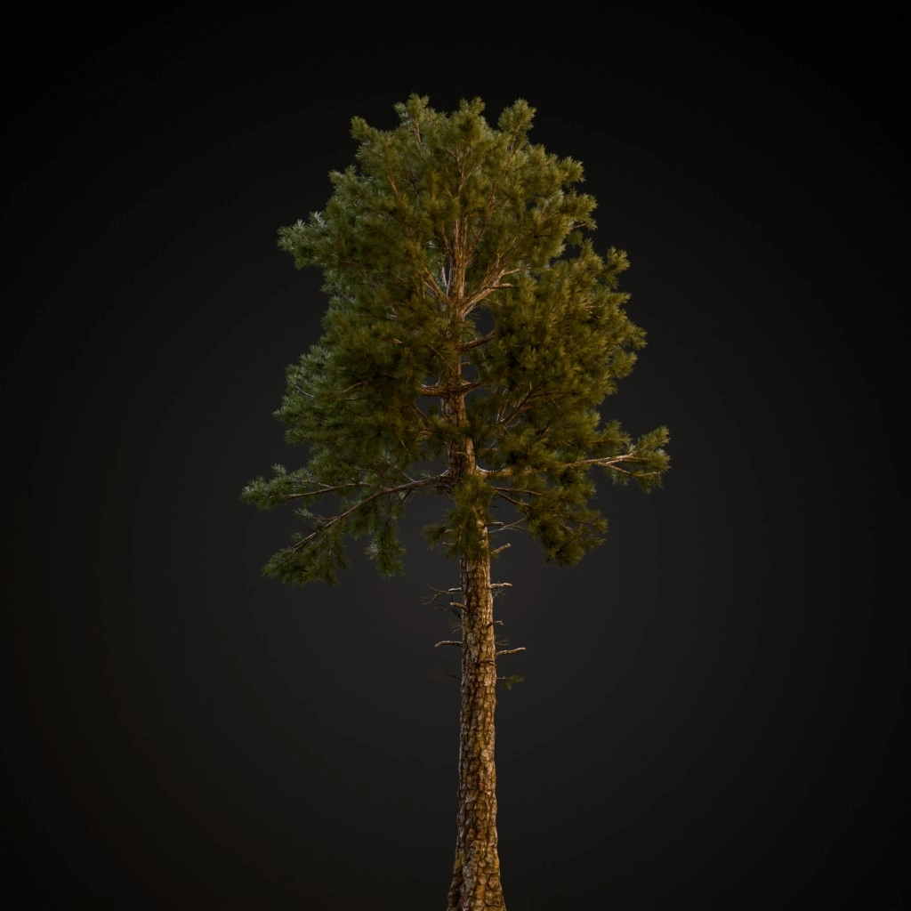 Loblolly Pine