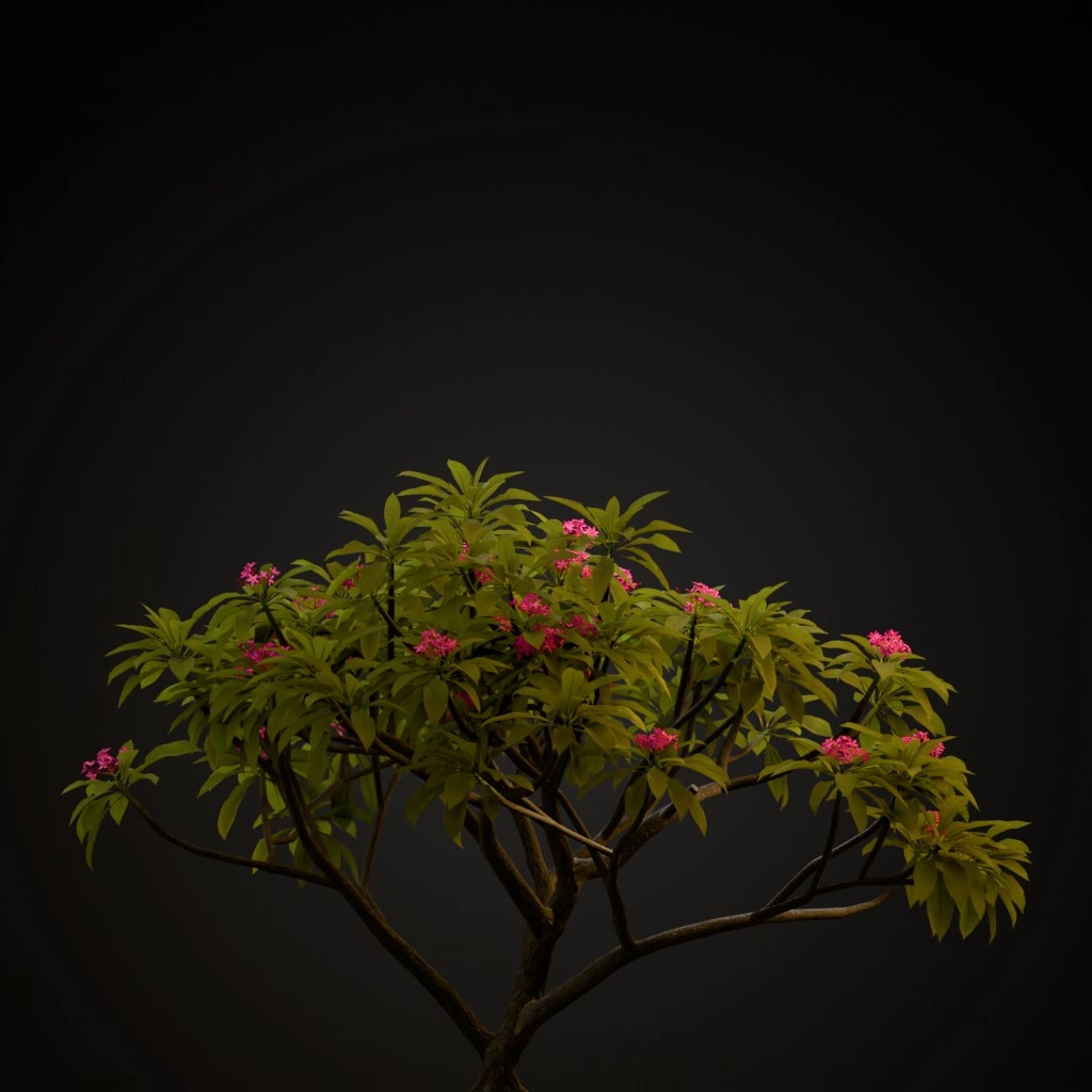 Pink Frangipani