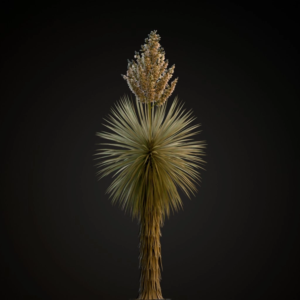 Beaked Yucca