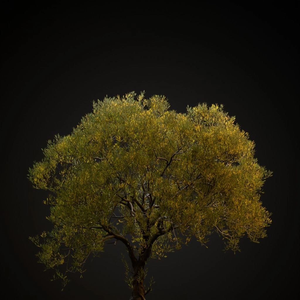 Olive Tree