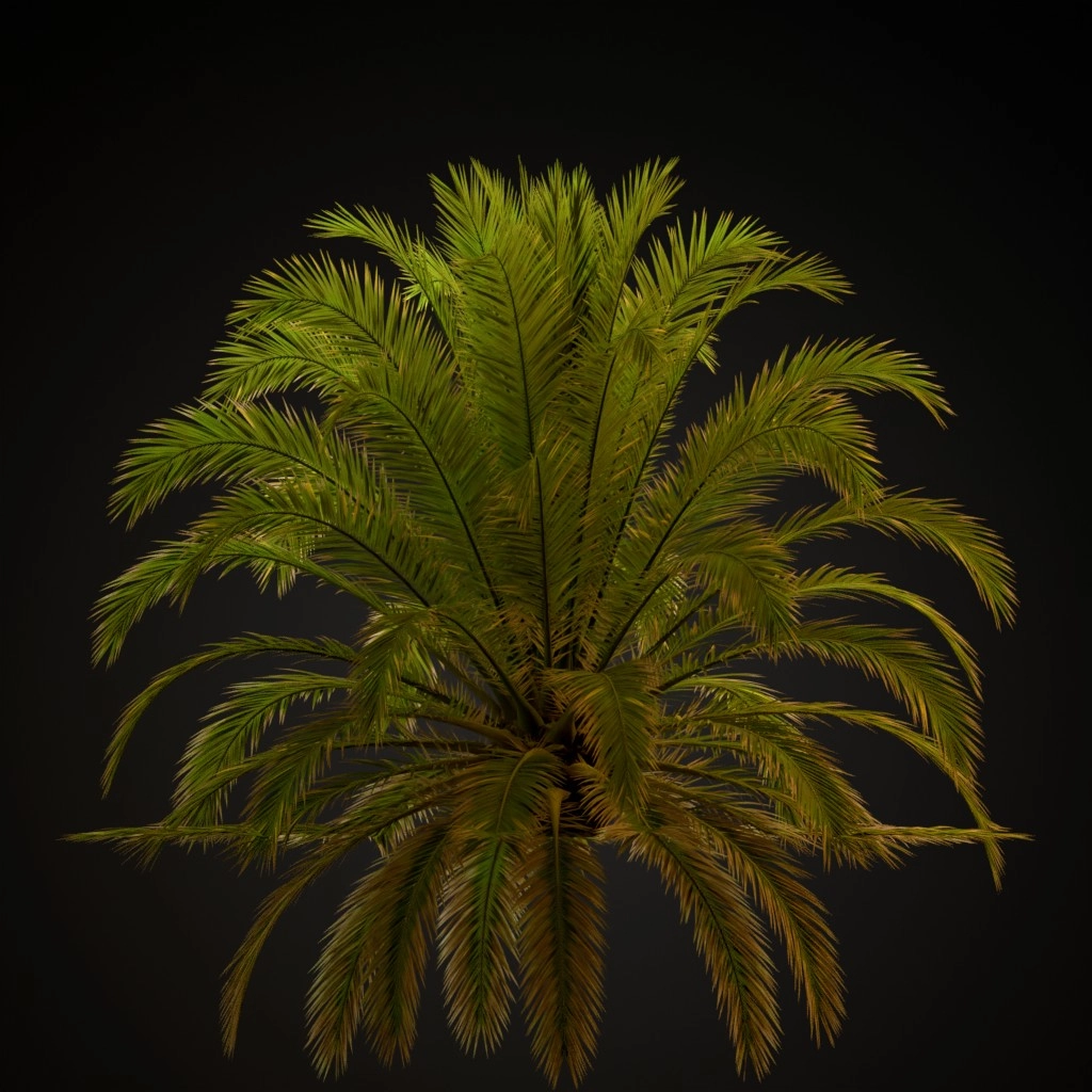 Canary Island Date Palm