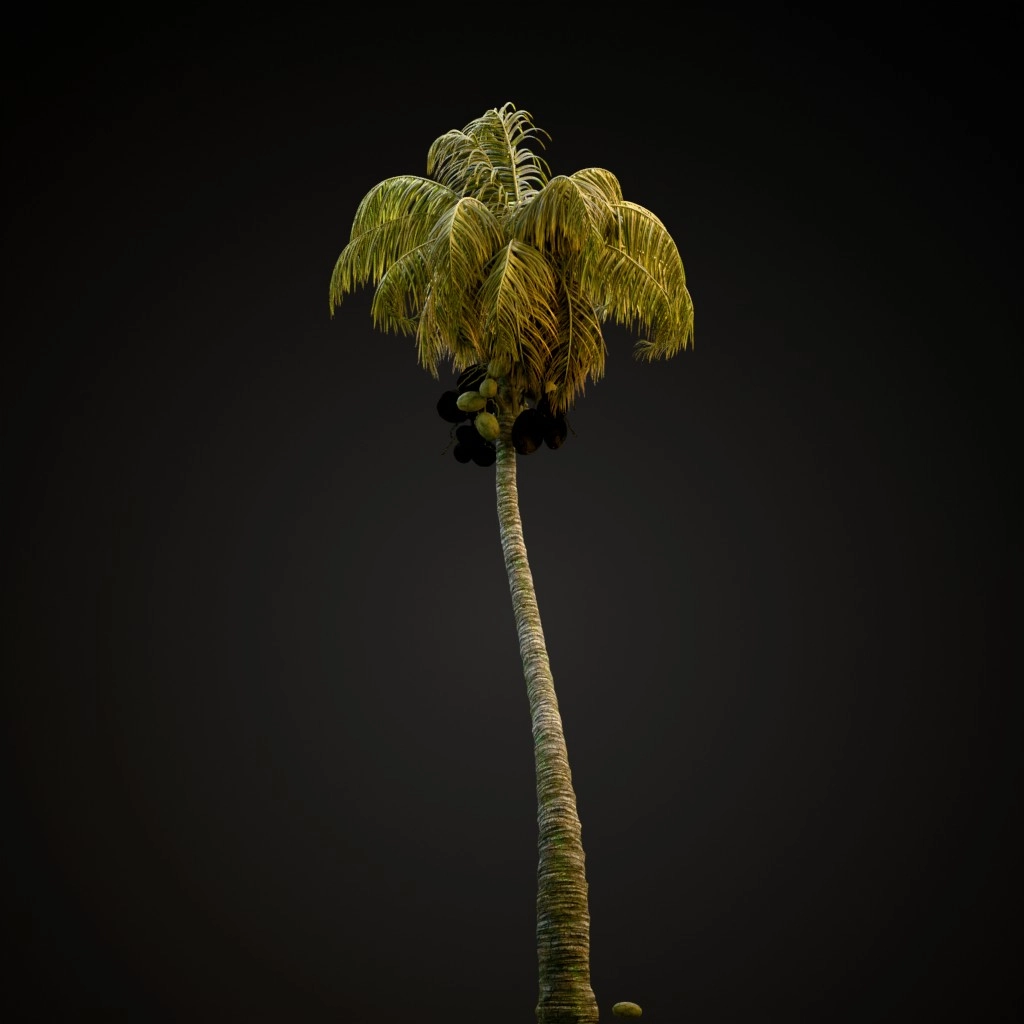 Coconut Palm