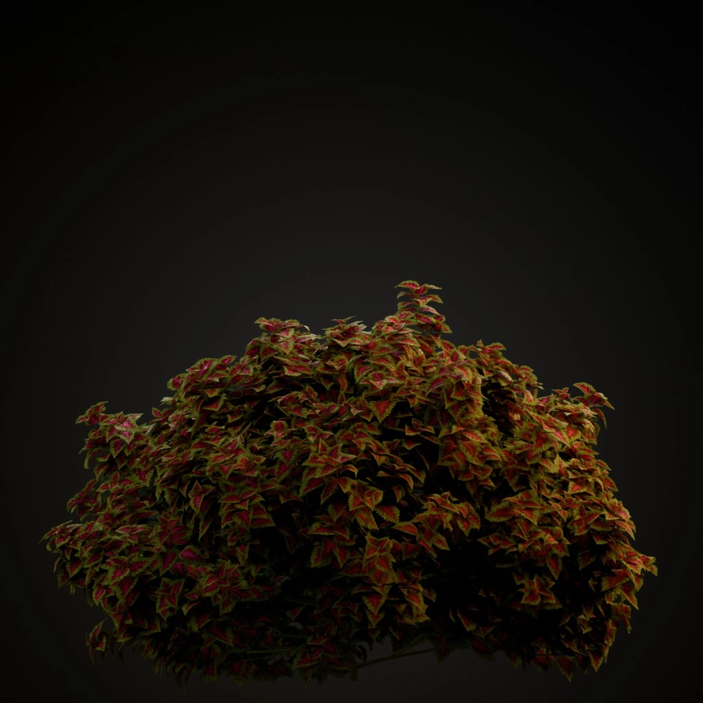 Kong Rose Coleus