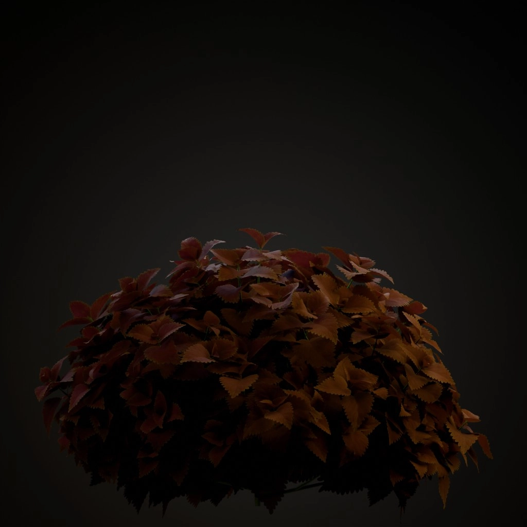 Premium Sun Dark Chocolate Coleus