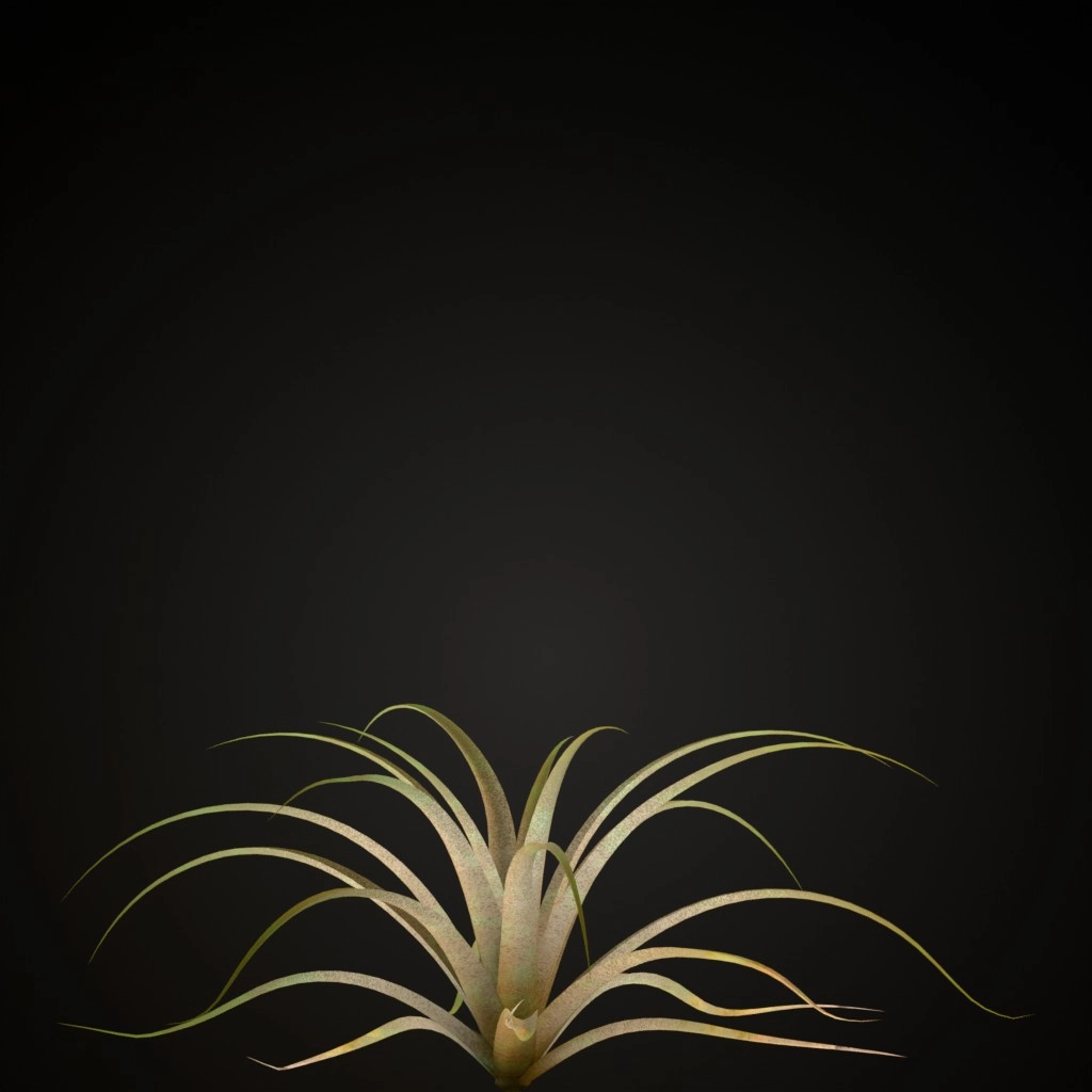 Giant Airplant