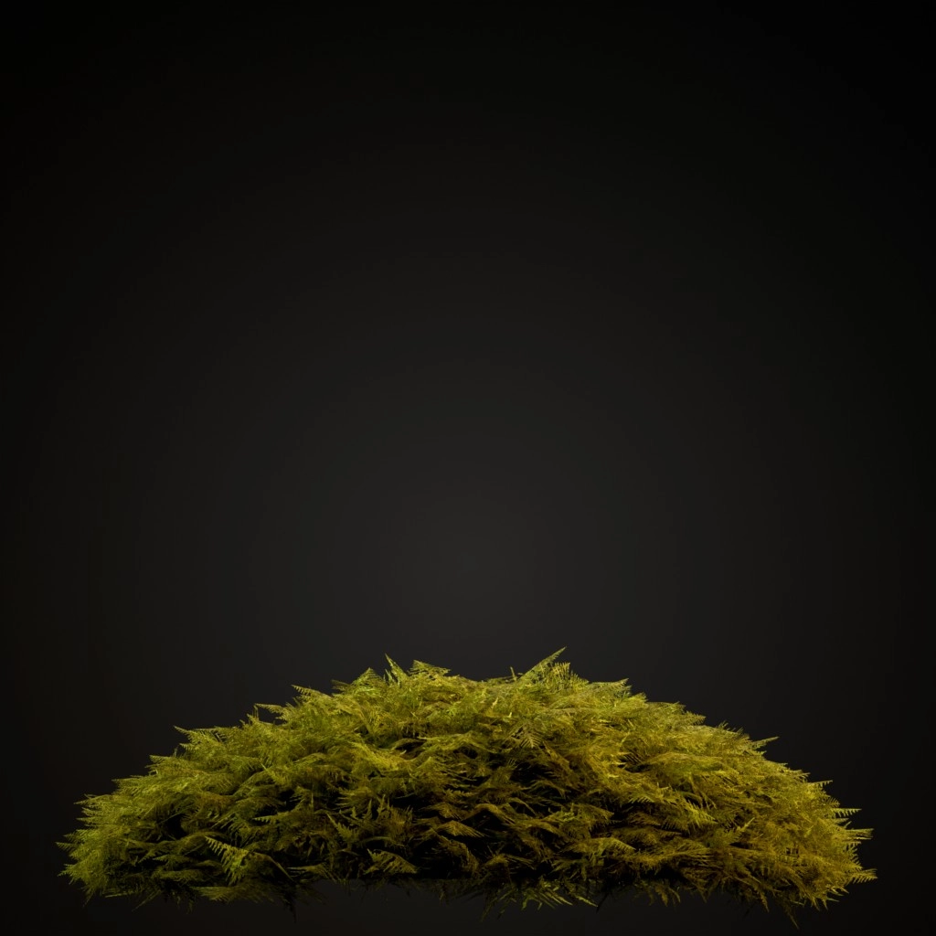 Common Tamarisk Moss
