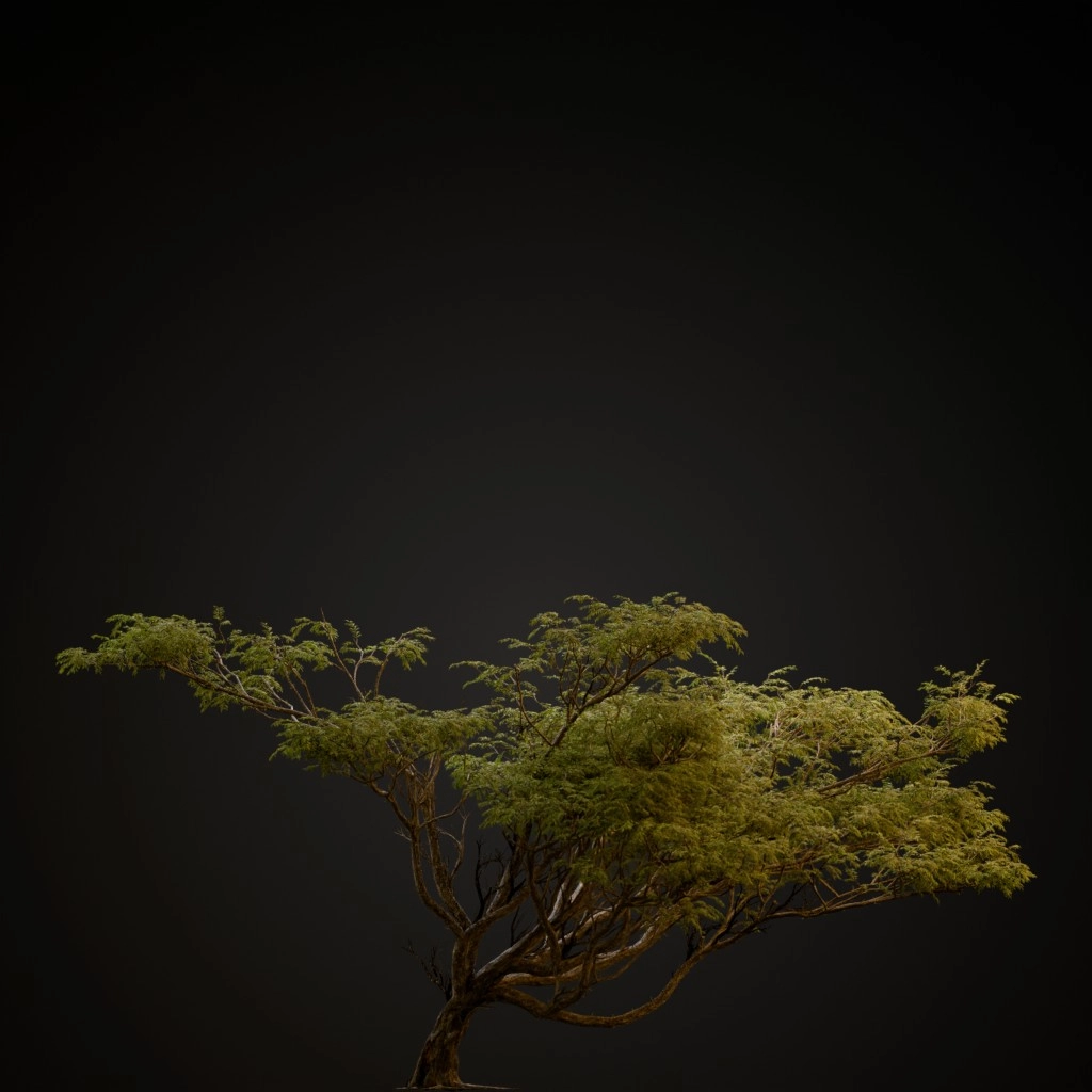 Acacia